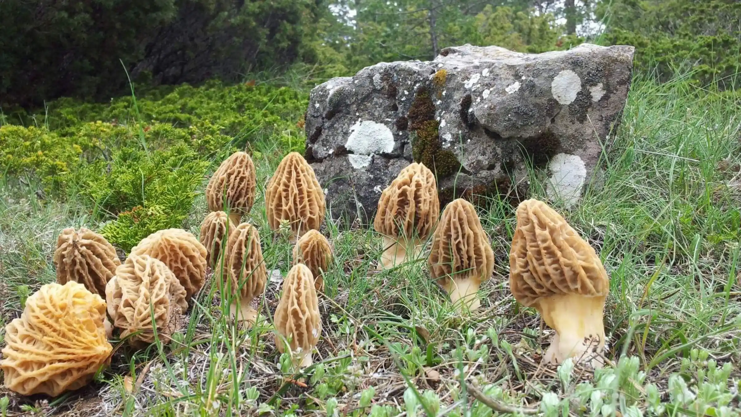 Colmenillas silvestres entre la hierba junto a una roca, en los bosques de la sierra