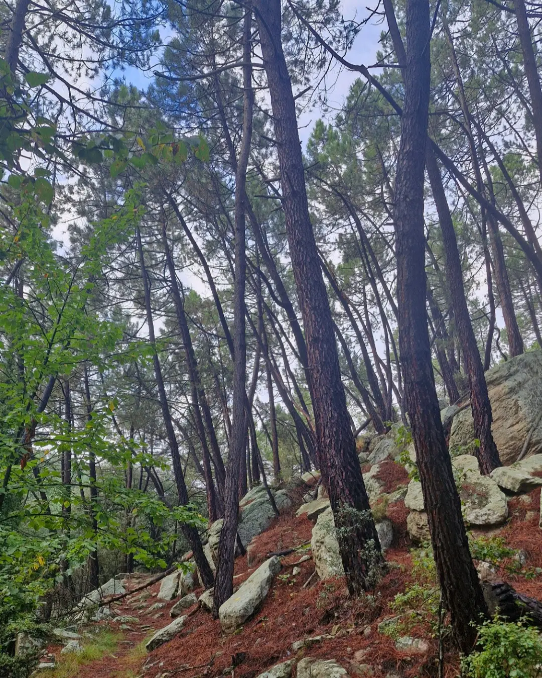 Pinar de la Sierra de Gúdar, con troncos altos, un sendero y rocas entre los árboles