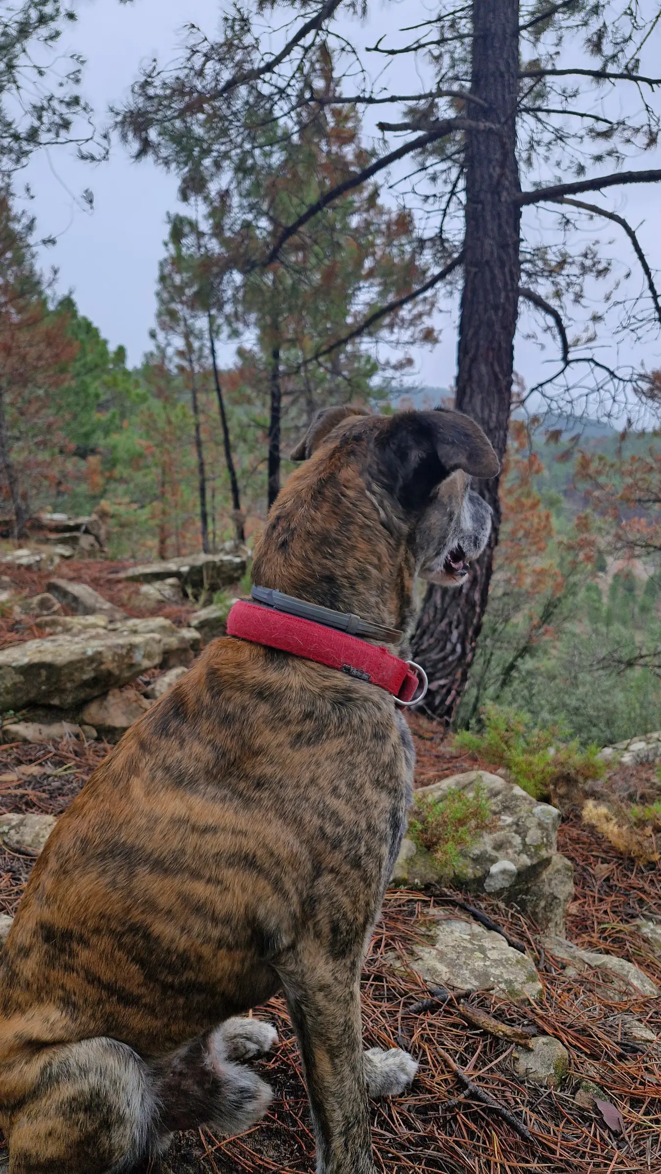 Un perro disfrutando de una escapada en La Canterica